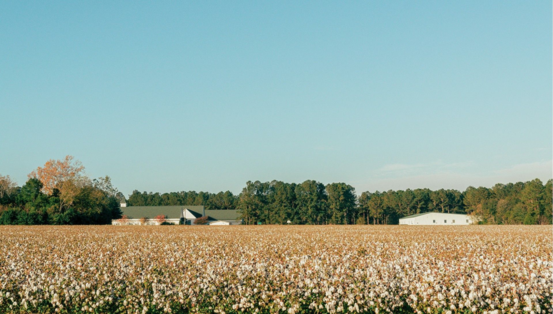 A natureza das marcas