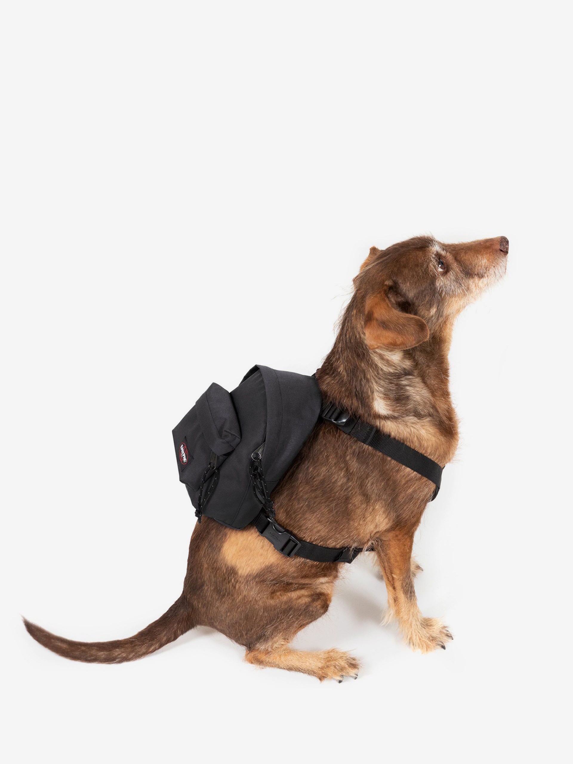 Mochila Eastpak Dog Pak'R