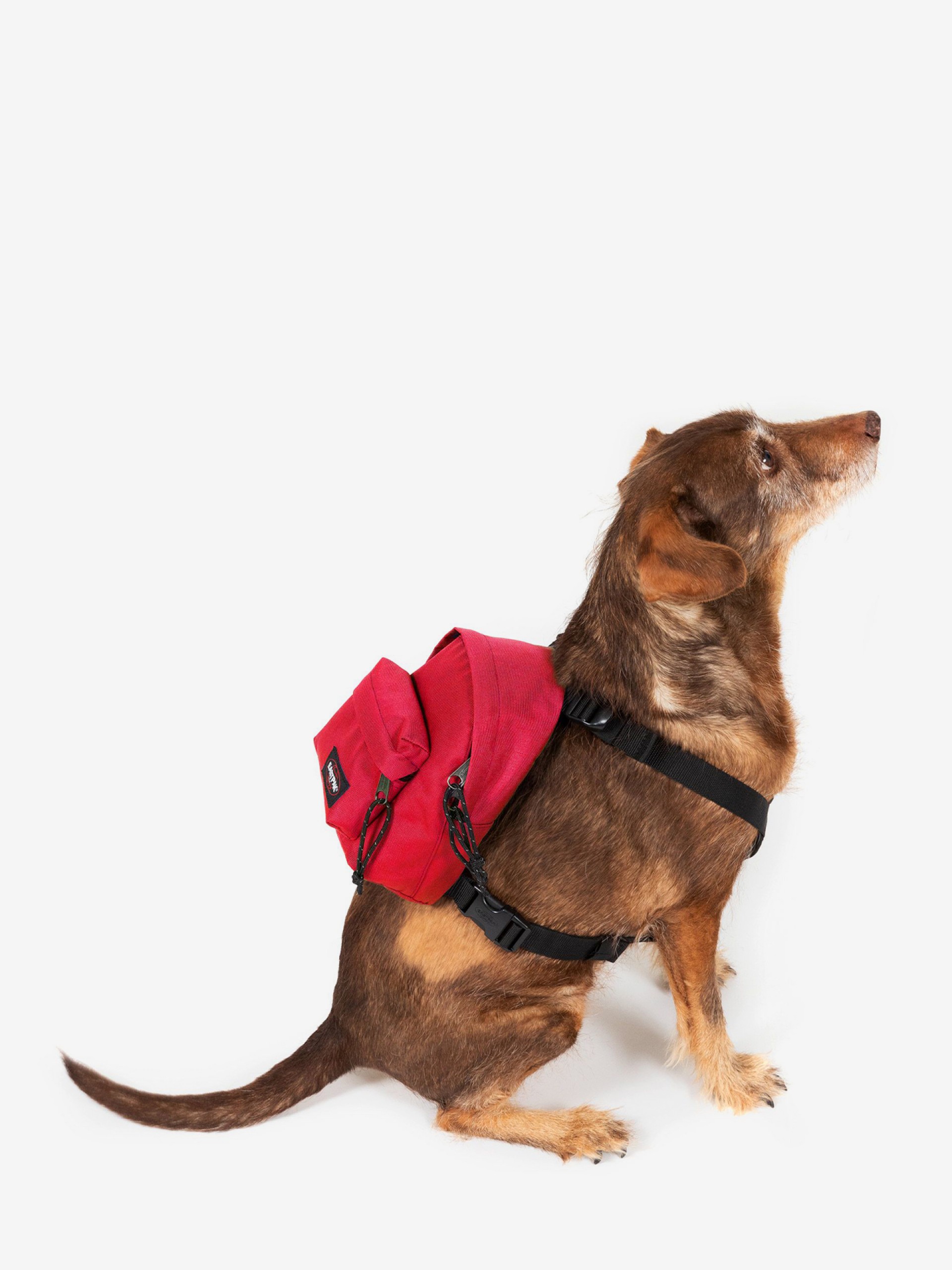 Mochila Eastpak Dog Pak'R