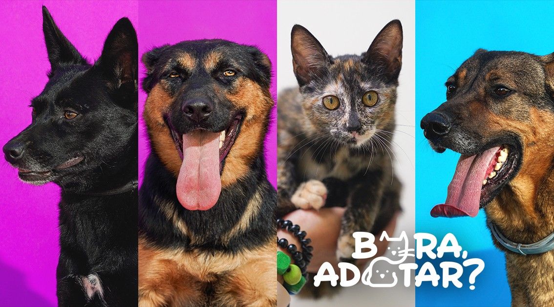 Dia Mundial do Animal: Conhece a nossa campanha "Bora, Adotar?"