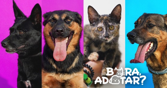Dia Mundial do Animal: Conhece a nossa campanha "Bora, Adotar?"