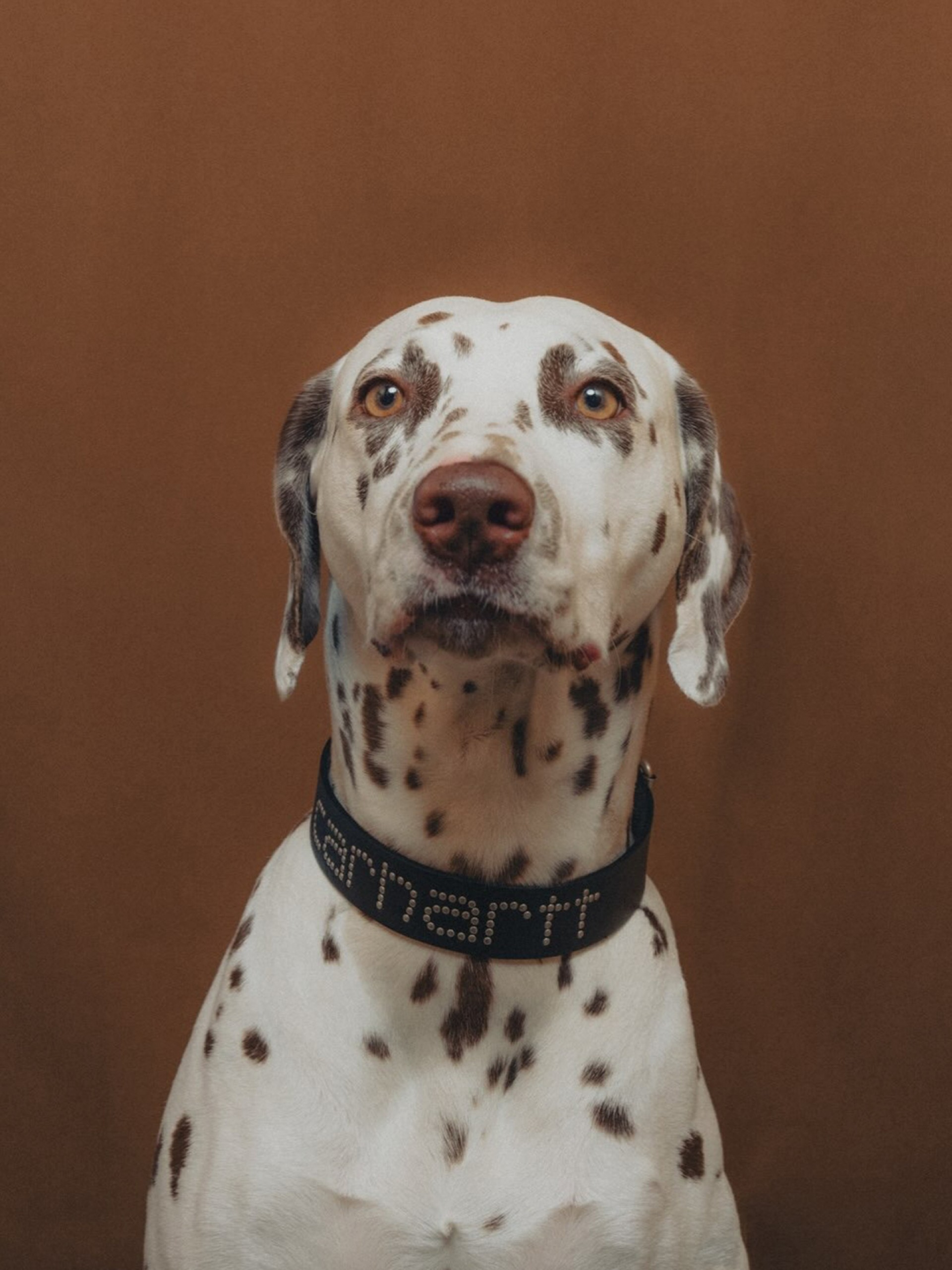 Collar de Perro Carhartt WIP Script Studs M/L Negro